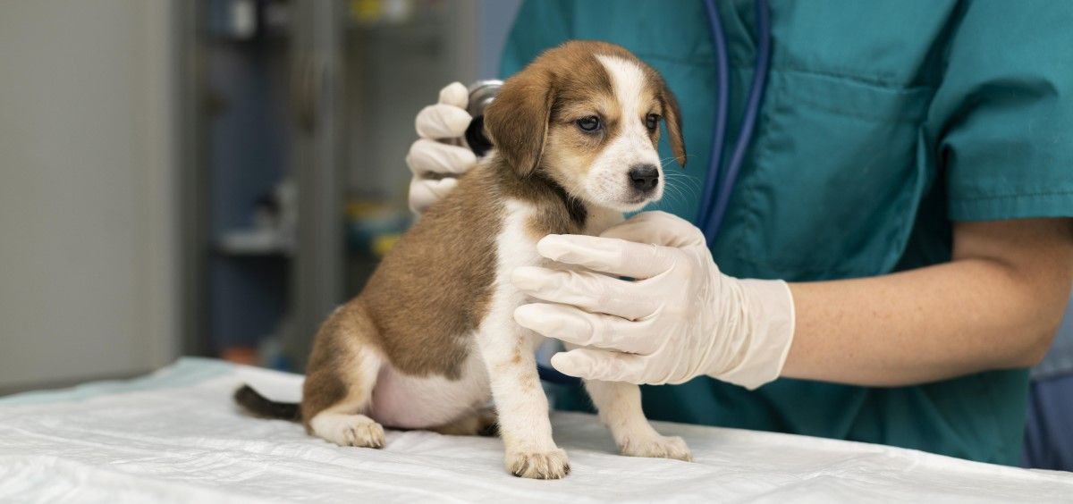 Vacuna y desparasitación en perros (Foto. Freepik)