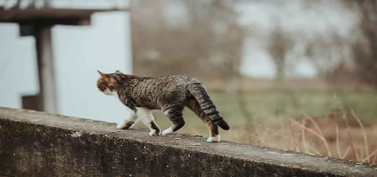 Gato caminando (Foto: Freepik)
