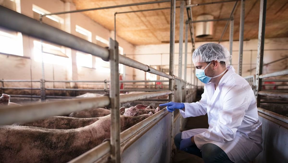 Veterinario examinando el ganado de una granja porcina (Foto: Freepik)