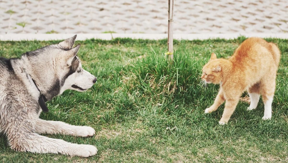 Perro y gato en la calle (Foto: Freepik)