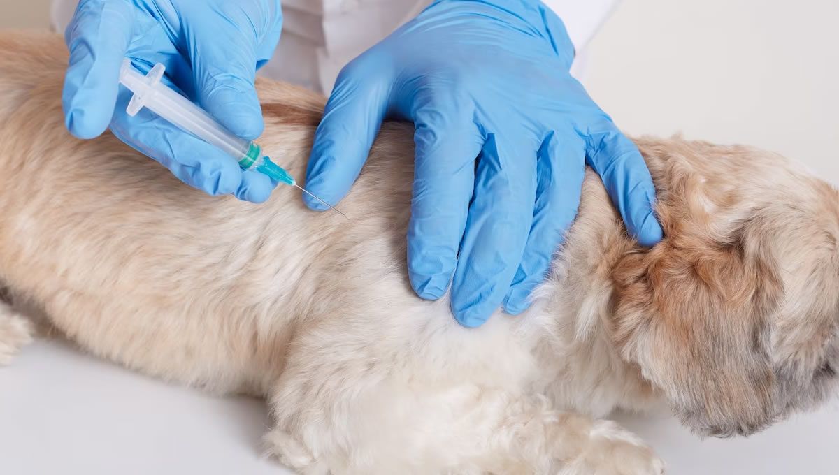 Veterinario vacunando a un perro (Foto: Freepik)