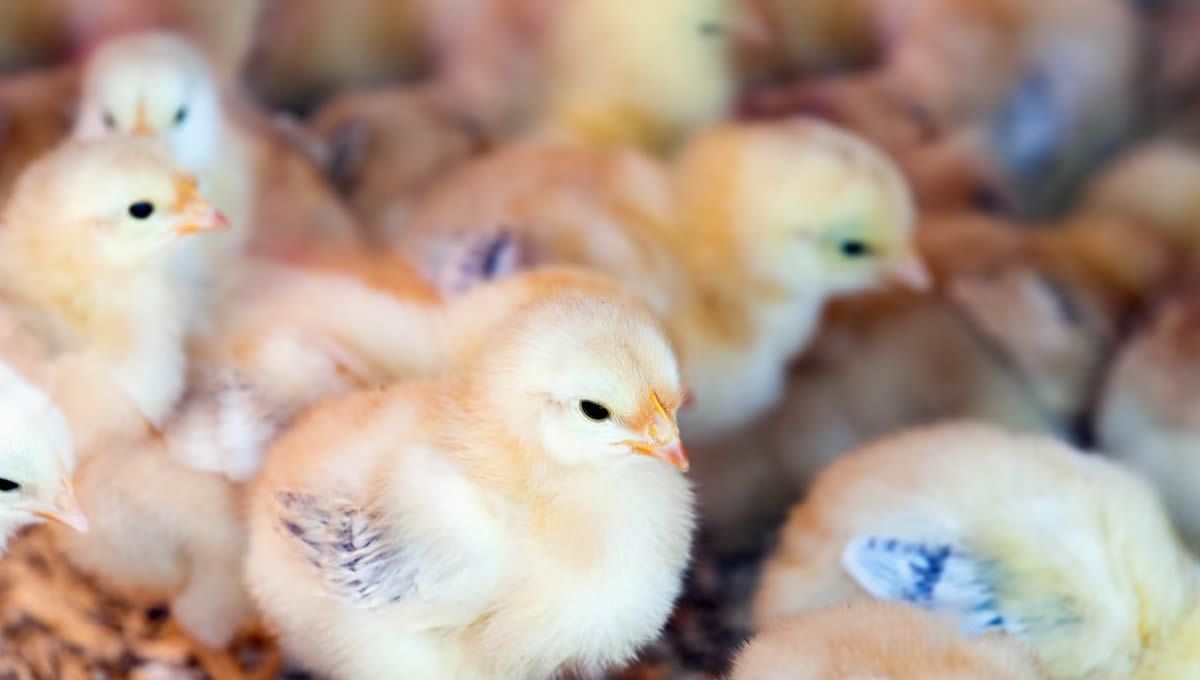 Pollos en una granja (Foto: Freepik)