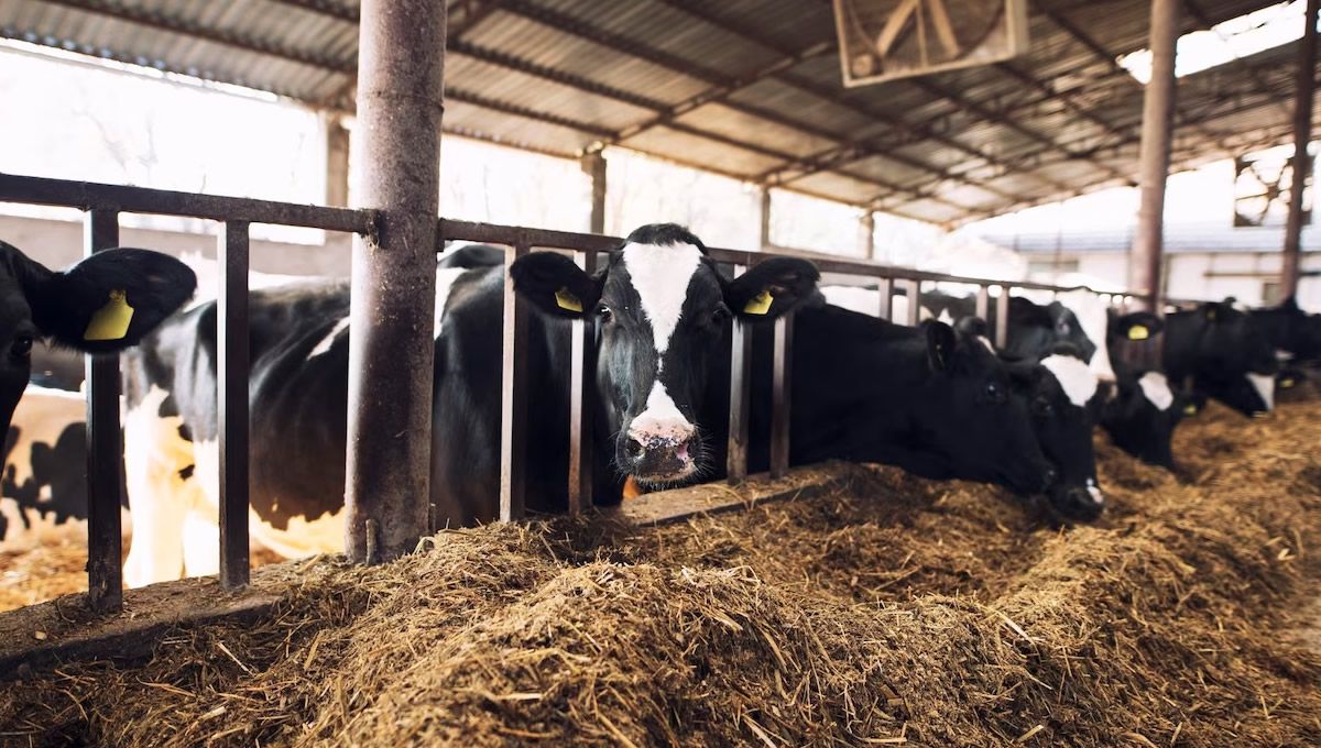 Los ganaderos madrileños, preocupados por el avance del 'covid de las vacas' en las explotaciones. (Foto: Freepik)
