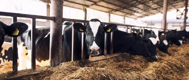 Vacas de una explotación de Cantabria. (Foto: Freepik)