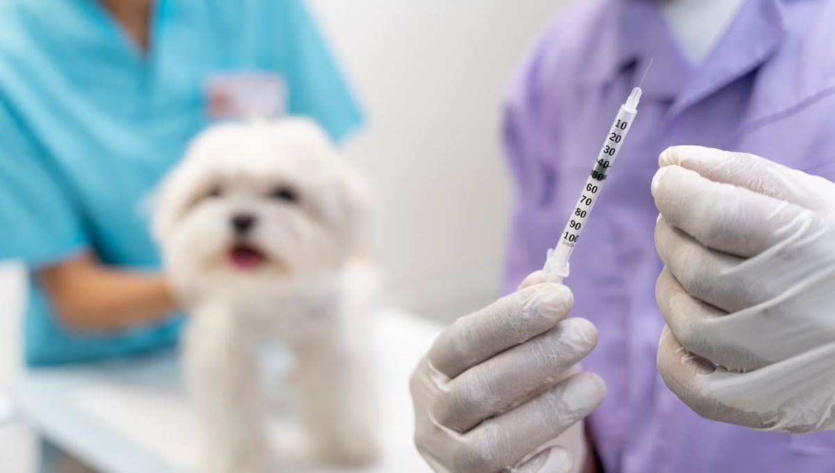 Perro en el veterinario antes de la vacunación (Foto: Freepik)