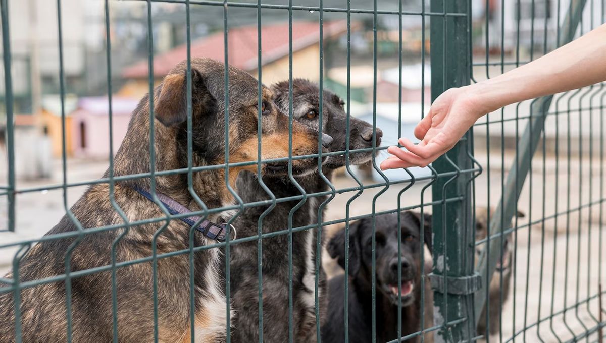 Perros en un centro de acogida (Foto: Freepik)