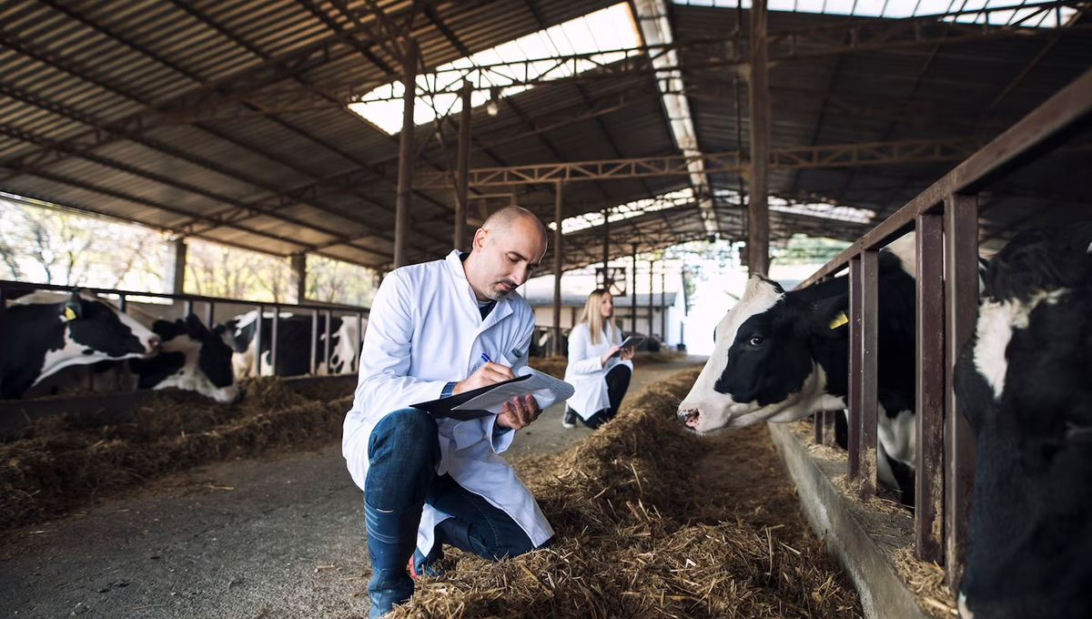 Personal veterinario examinando la salud animal en una granja. (Foto: Freepik)
