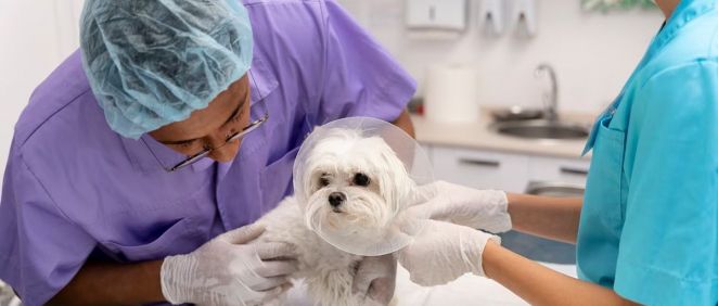 Perro en el veterinario después de una cirugía cardiaca. (Foto: Freepik)