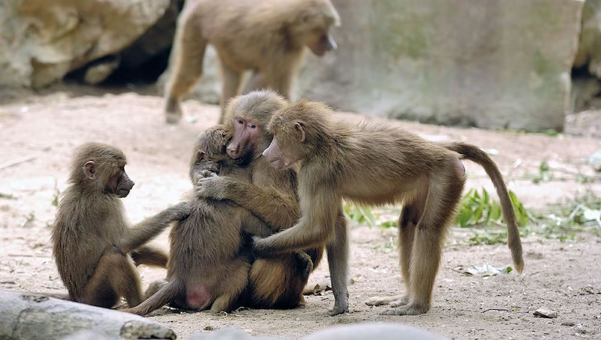 Familia de monos abrazándose en el Zoo. (Foto: Freepik)