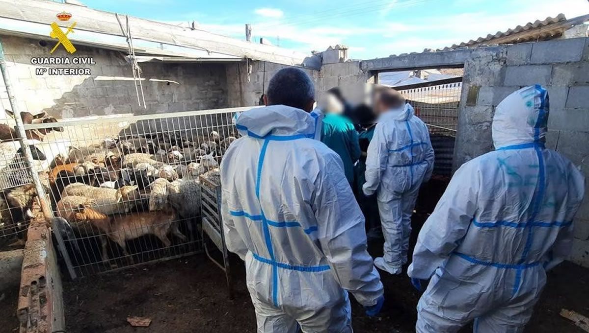 La Guardia Civil investiga a una banda criminal por trafico ilegal de ganado. (Foto: Ministerio del Interior) 
