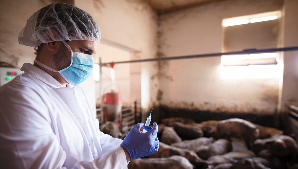 Veterinario administrando medicamentos al ganado. (Foto: Freepik)