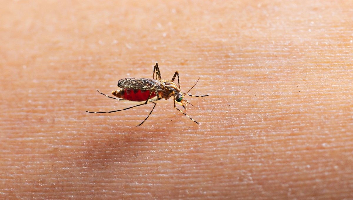 Algunos mosquitos son potenciales transmisores de enfermedades. (Foto. Freepik)
