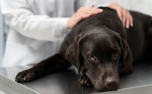 Las osteoartrosis y el cáncer, dos de las patologías más frecuentes en mascotas geriátricas