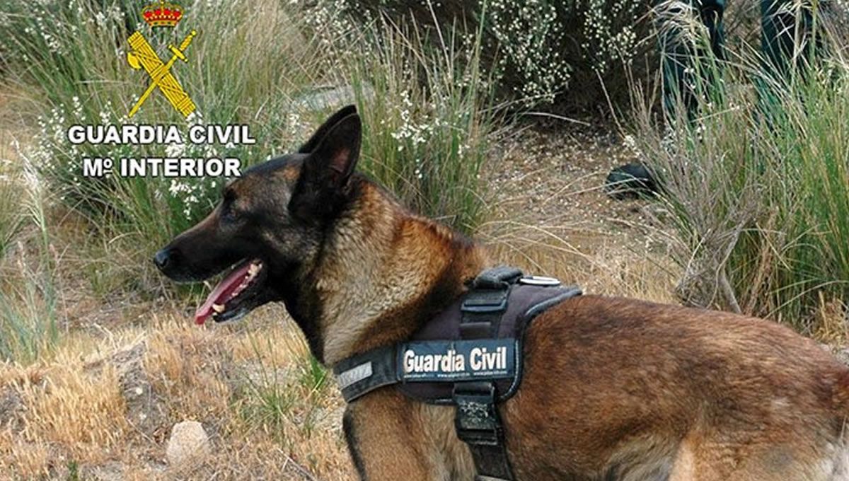 Guía canino para la detección de cebos envenenados. (Foto: Ministerio del Interior - Guardia Civil)