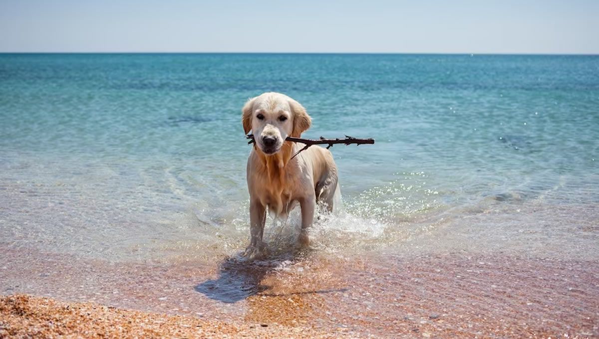 Perro jugando en una playa 'pet friendly'. (Foto: Freepik)