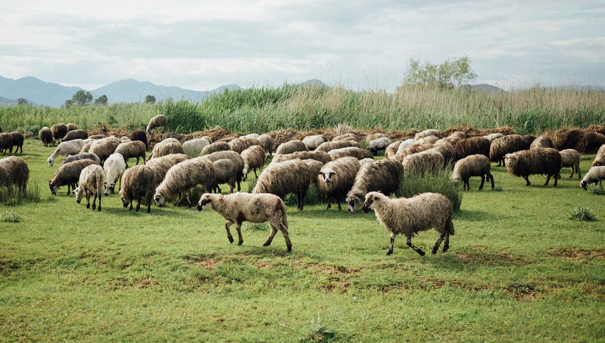 Manada de ovejas (Foto: Freepik)