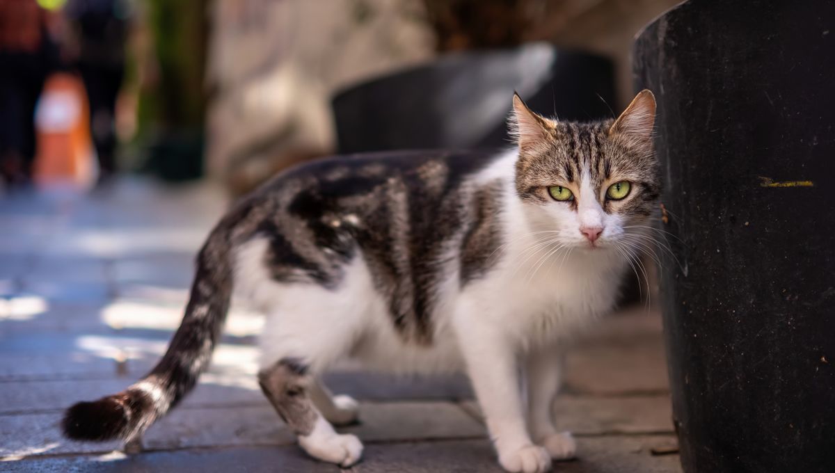 Gato callejero (Foto: Freepik)