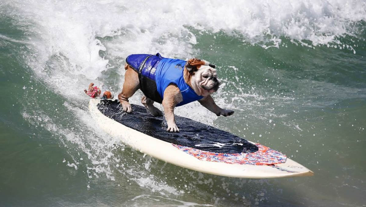 Campeonato de surf para perros (Foto: Twitter - PerroContento)