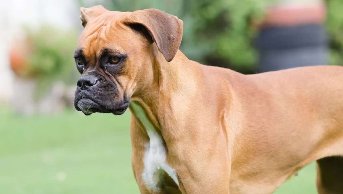 El Bóxer es la raza de perro con más riesgo de padecer cáncer. (Foto: Freepik)