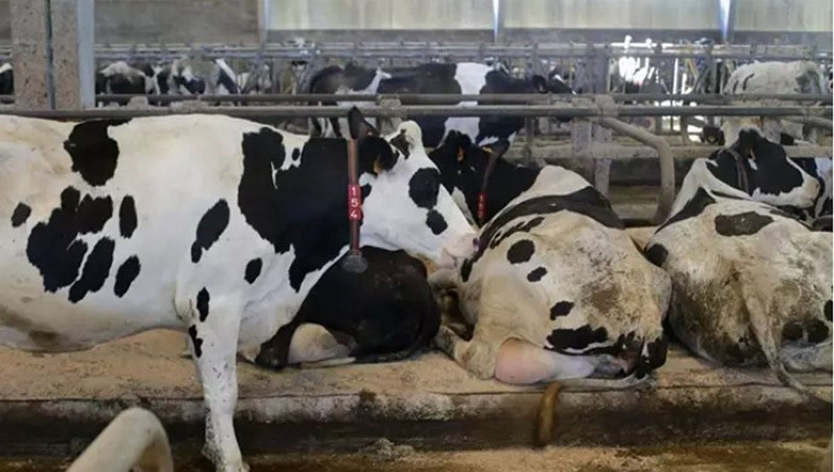 Vacas de una ganadería de lácteo en Sabadelle, en Chantada, Lugo, Galicia. (Foto: Carlos Castro - Europa Press)