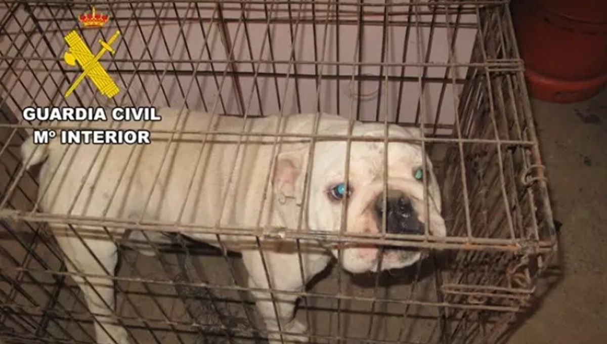 Uno de los perros bulldog que se encontraban en el criadero ilegal denunciado en Burgos. (Foto: Europa Press)
