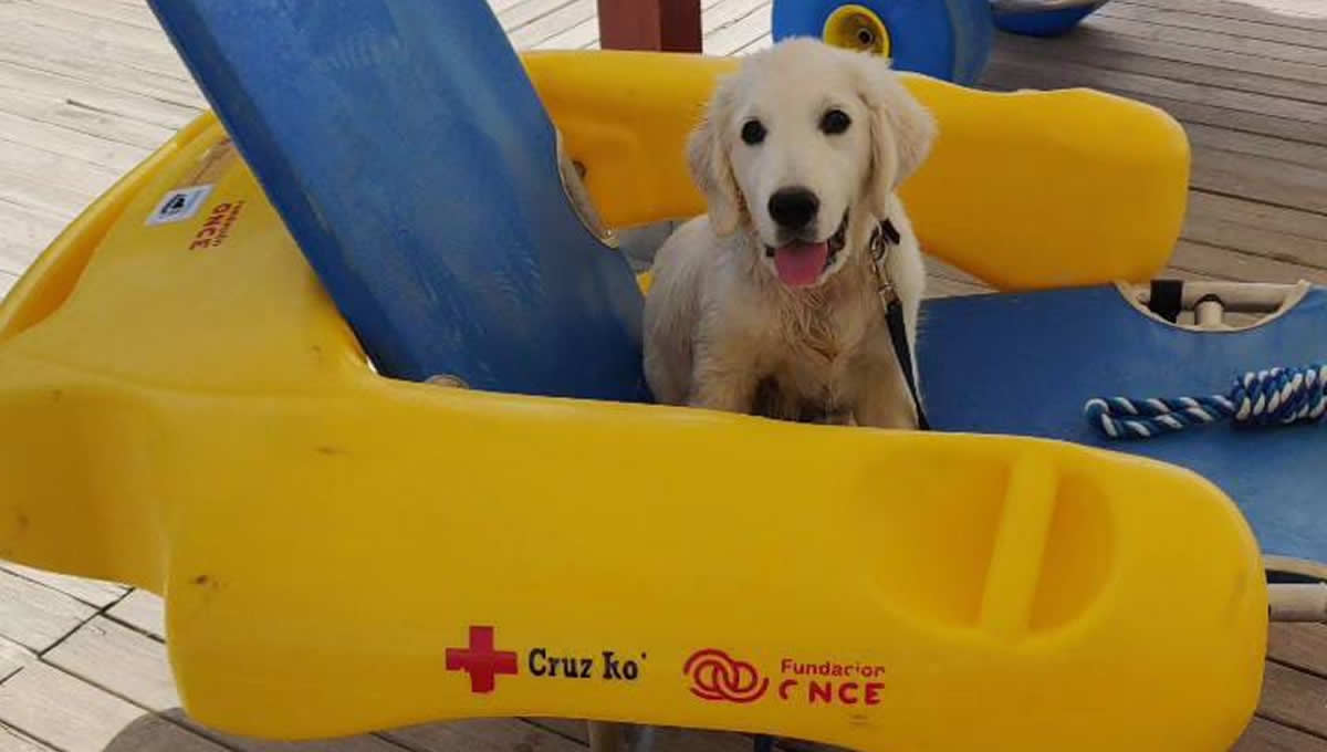 Chui, el perro socorrista de la Cruz Roja de Chiclana, en la playa de La Barrosa. (Foto: Juan Luis de Castellví)