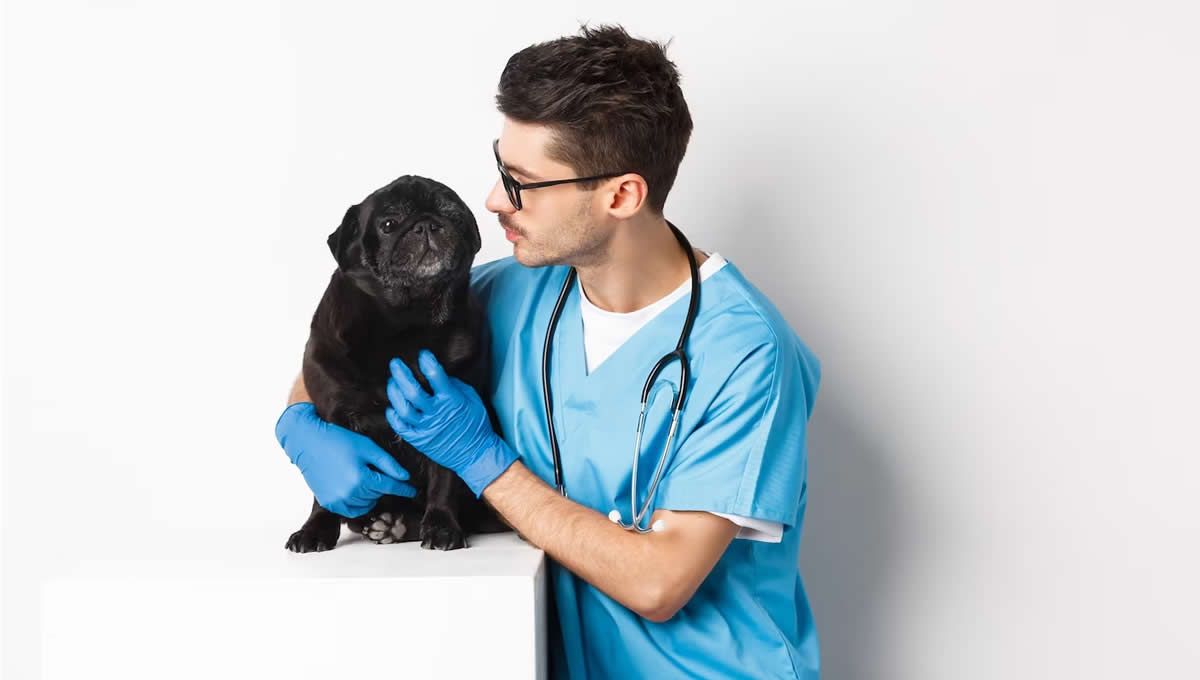 Veterinario con un perro después de un TAC.  (Foto: Freepik)