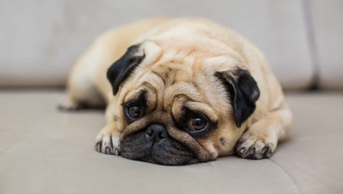Las mascotas pueden sufrir estrés posvacacional. (Foto: Freepik)