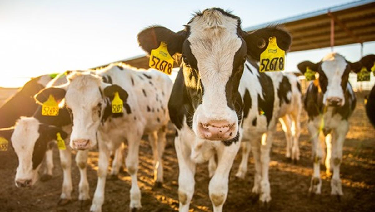 Un estudio confirma la prevalencia del coronavirus bovino en granjas lecheras de España. (Foto: MSD Animal Health)