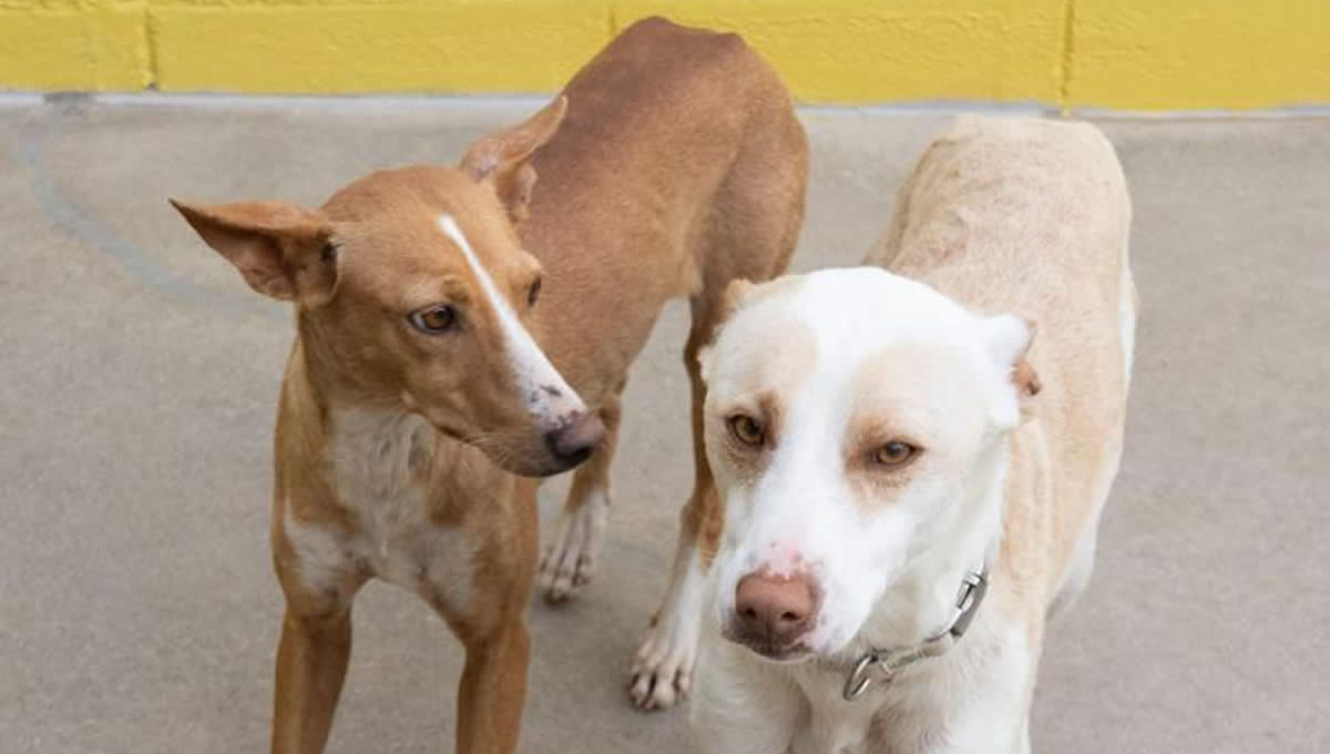 Dos de los perros que necesitan adopción temporal en una casa de acogida. (Foto: María - ANAA)