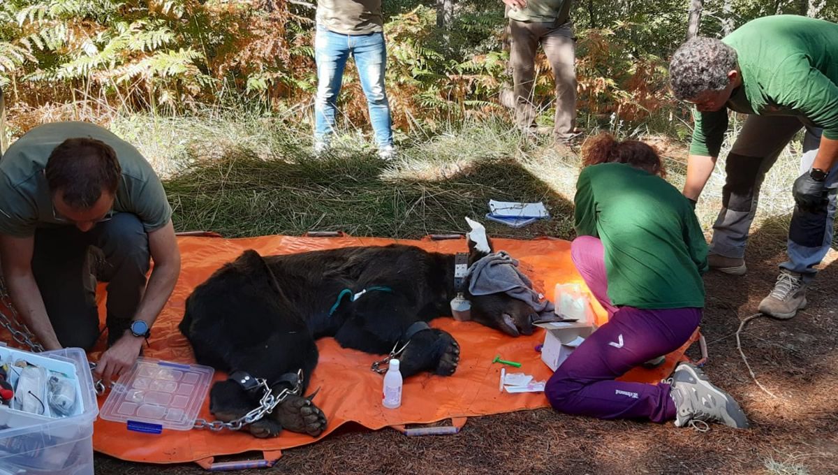 Castilla y León rescata a un oso pardo de un bidón de plástico donde tenía la cabeza atrapada. (Foto: Castilla y León)