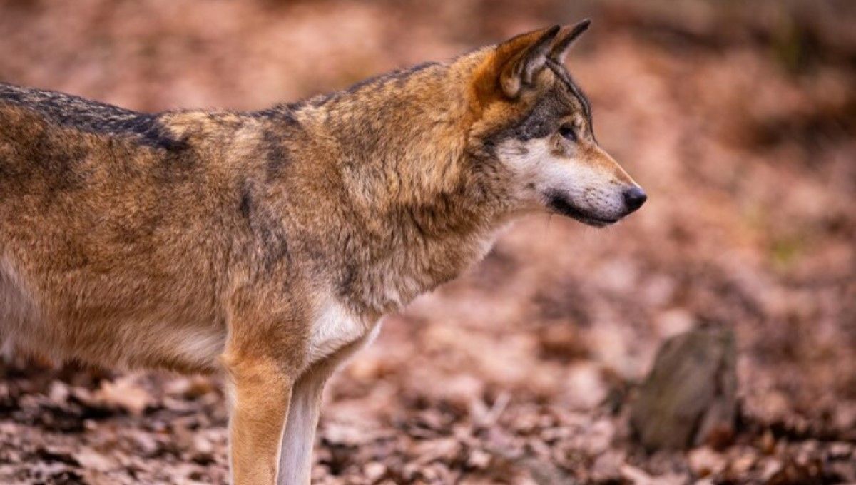 Castilla y León pide a la UE que se flexibilice el estatus jurídico de protección del lobo. (Foto: Freepik)