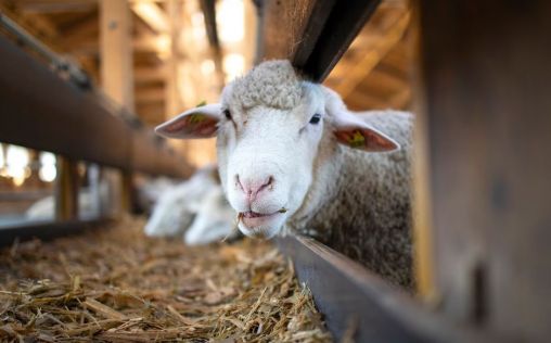 El Ministerio de Agricultura declara a España país libre de viruela ovina y caprina