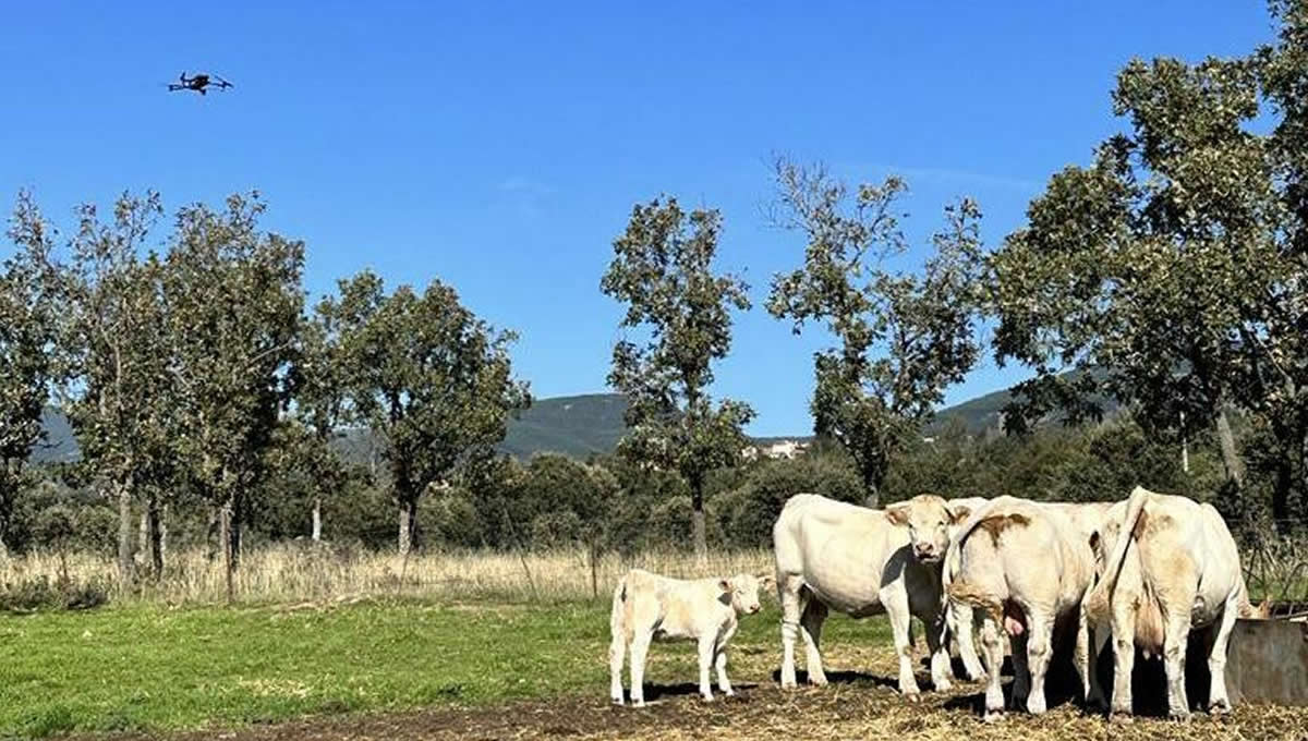 Drones en la Comunidad de Madrid para controlar el ganado enfermo. (Foto: Comunidad de Madrid)