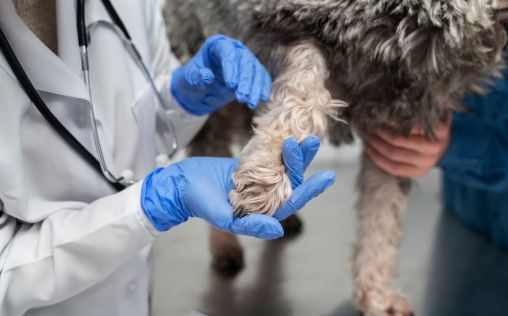 El sector veterinario pierde más de 130 afiliados en el mes de septiembre