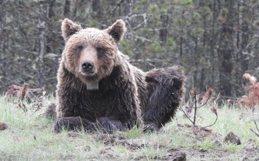 La conexión entre problaciones de oso pardo podría favorecer la supervivencia de la especie