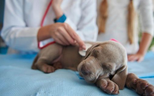 Una enfermedad respiratoria afecta a perros de 14 estados americanos