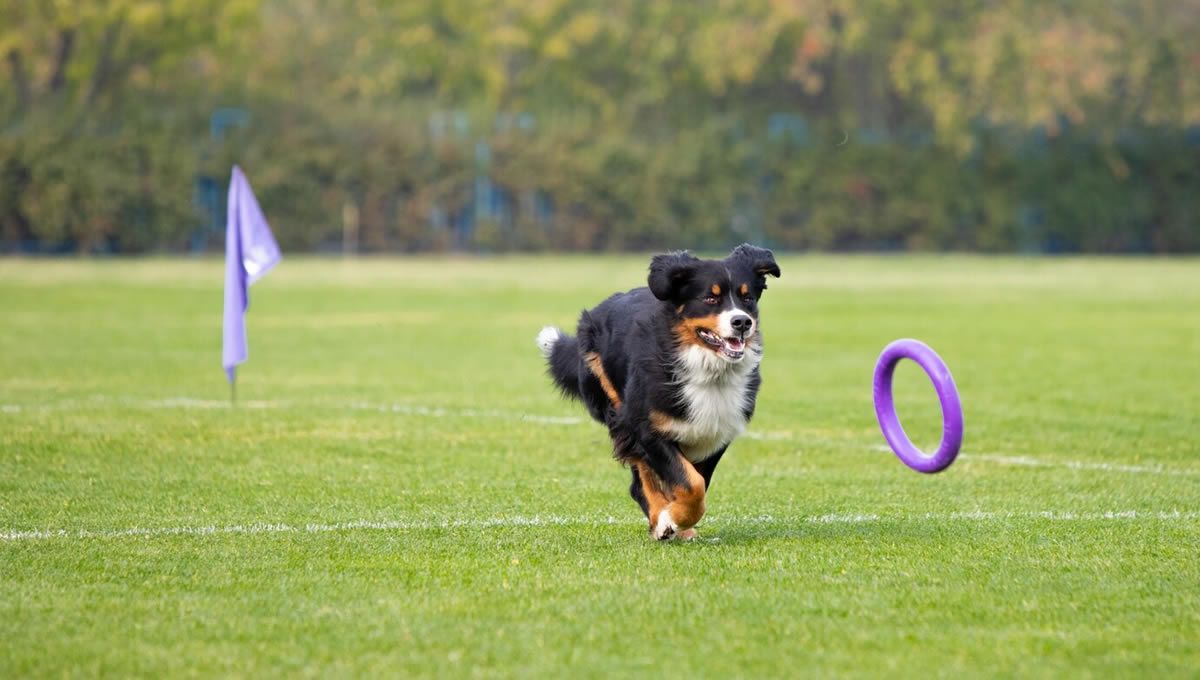 Perro practicando el deporte 'disc dog'. (Foto: Freepik)