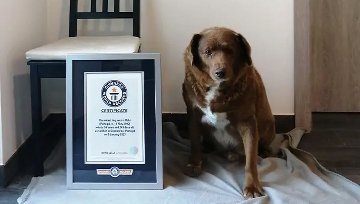 Bobi junto al Guinness World Records por ser el perro más longevo del mundo. (Foto: Guinness World Record)