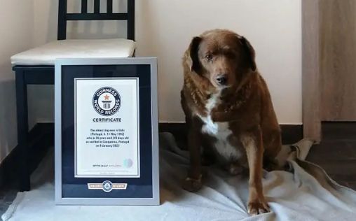 Bobi ya no es el perro más longevo del mundo: GWR retira su título por falta de pruebas