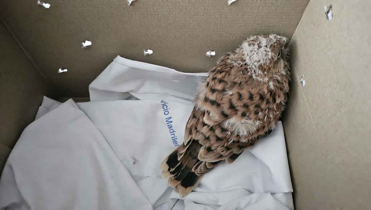 Uno de los halcones instalados en la azotea del Hospital 12 de Octubre. (Foto: 12 de Octubre)