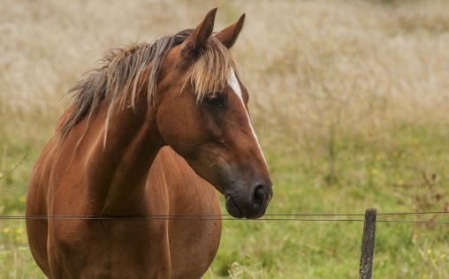 La UNIA imparte una conferencia sobre el entrenamiento del caballo de terapia asistida