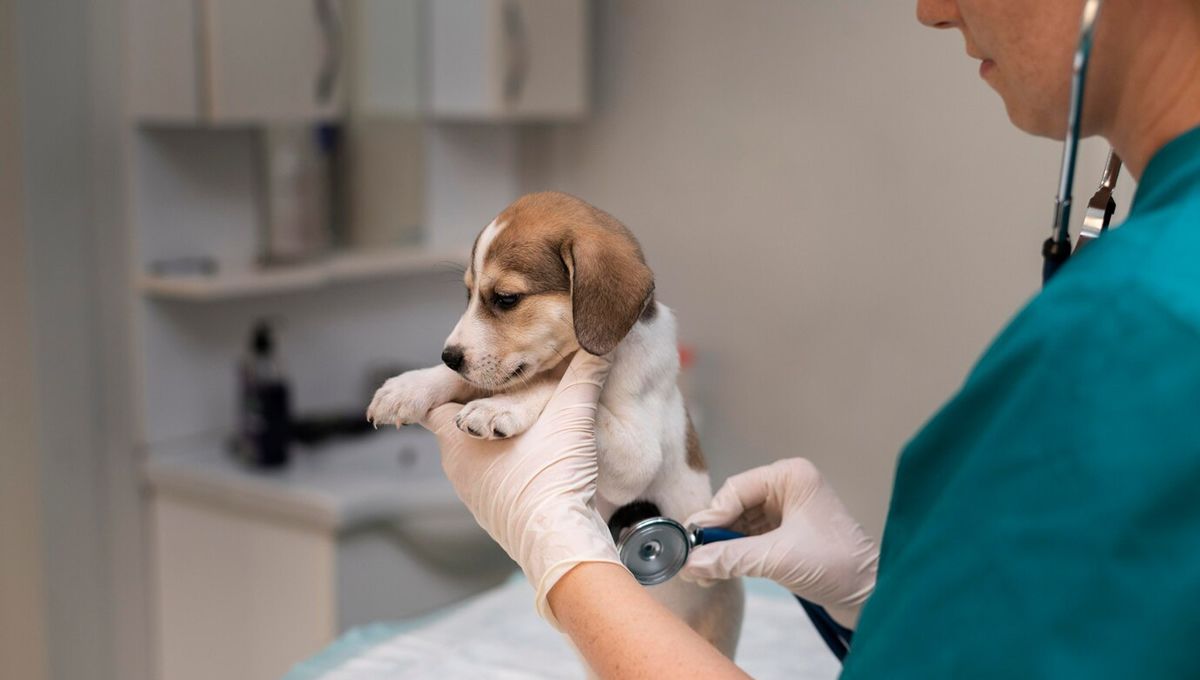 Veterinaria haciendo una revisión a un perro. (Foto: Freepik)