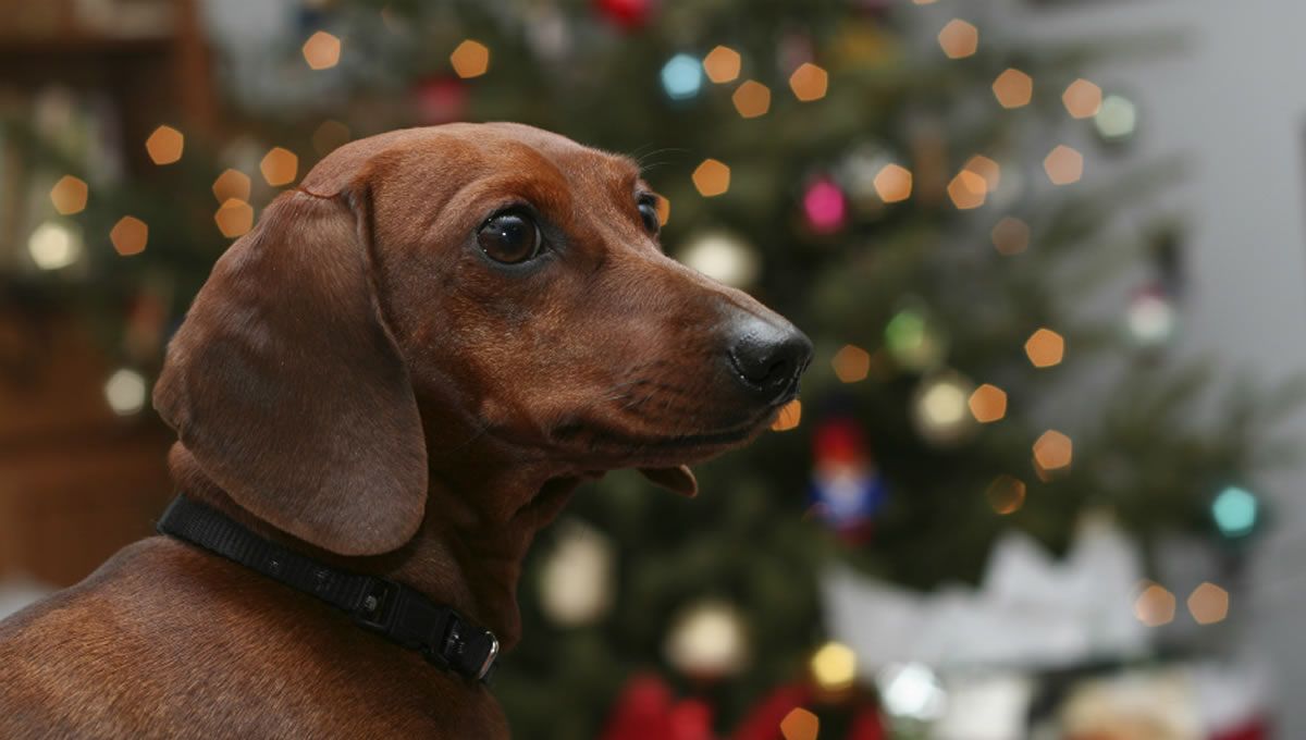 Perro junto a un árbol de navidad. (Foto: Fundación Affinity)