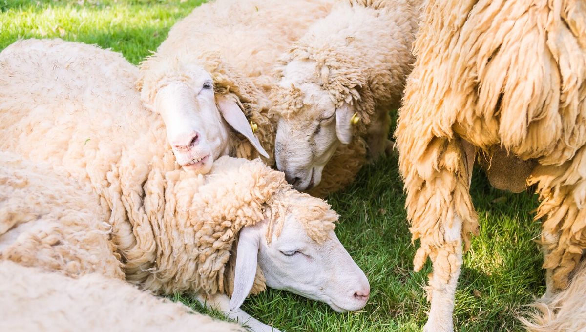 Rebaño de ovejas libres de tembladera clásica. (Foto: Freepik)