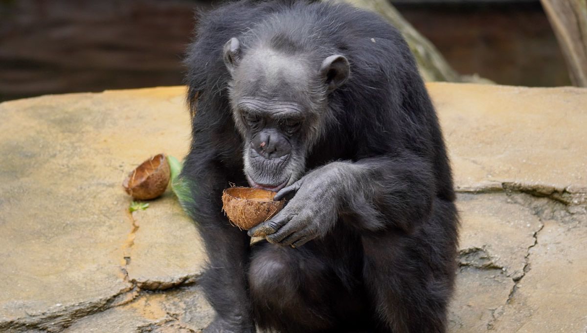 Gorila comiendo coco. (Foto: Bioparc Fuengirola)