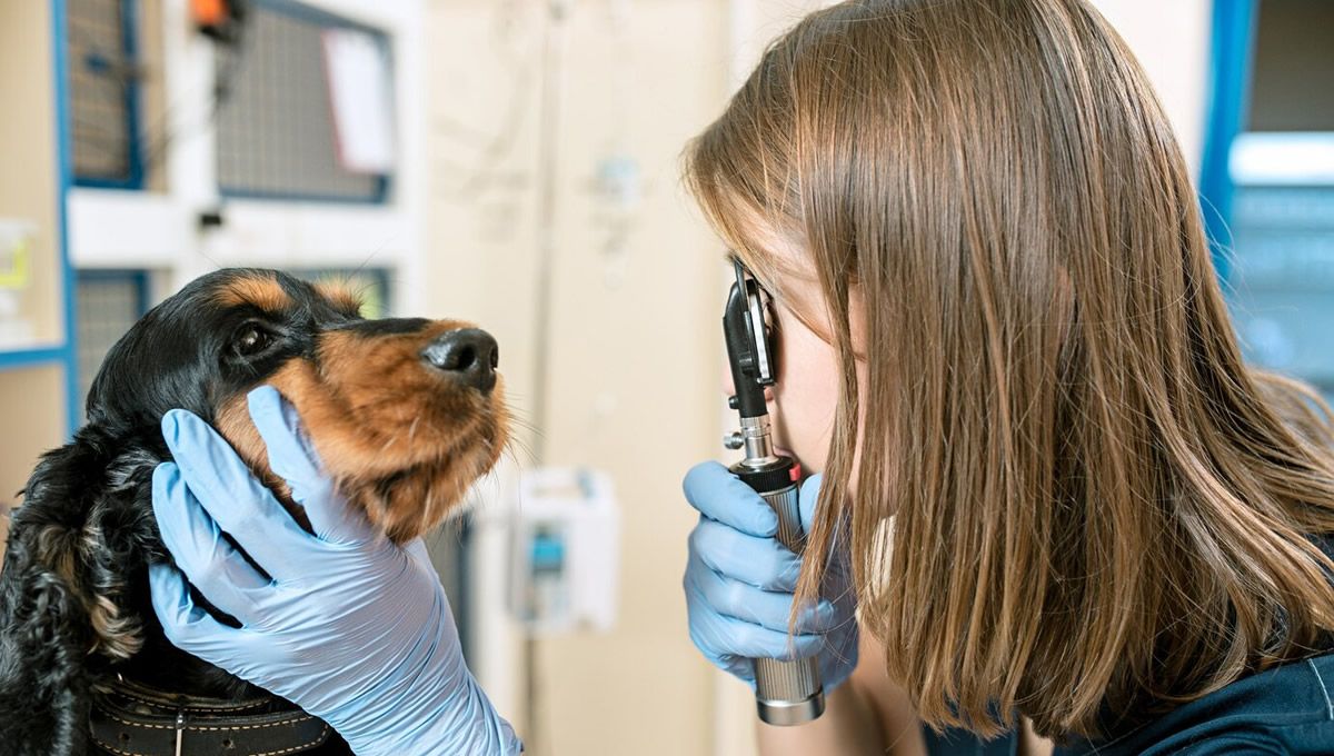 Perro en la consulta veterinaria. (Foto: Freepik)