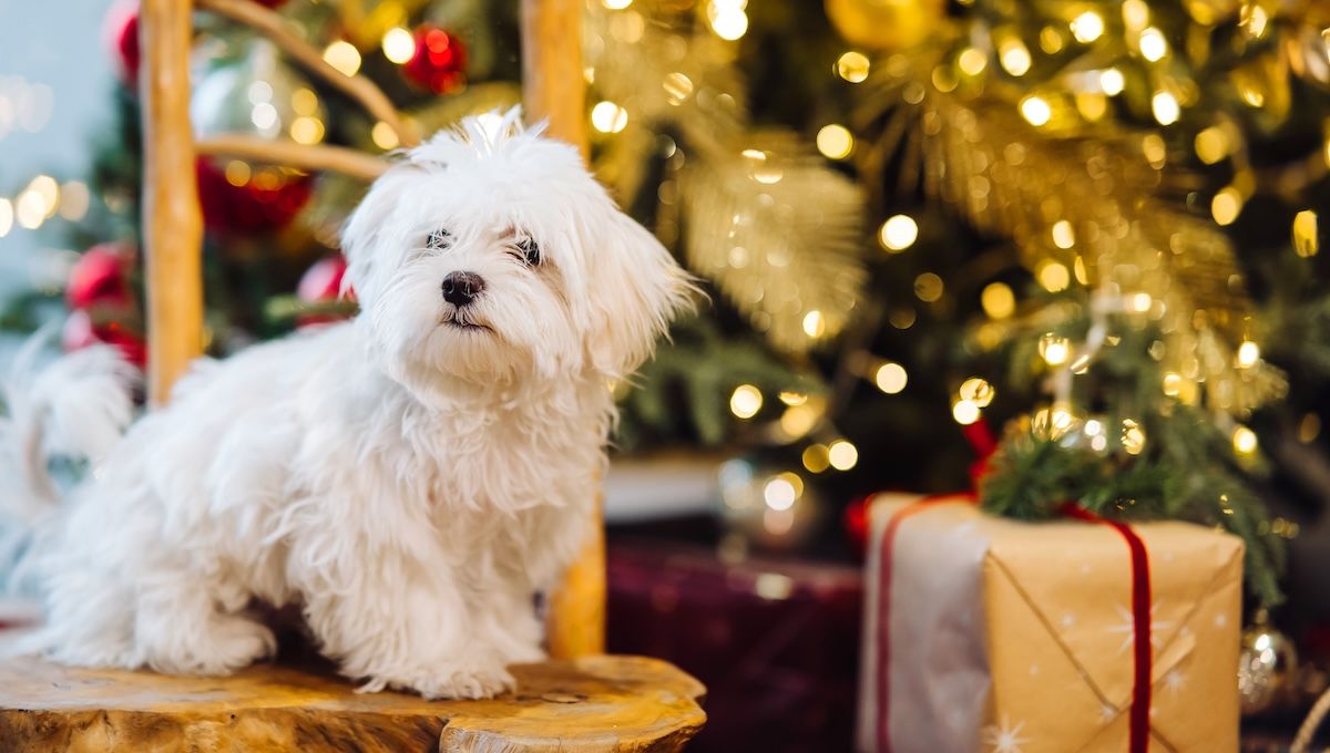 Perro al lado del arbol de Navidad. (Foto: Freepik)