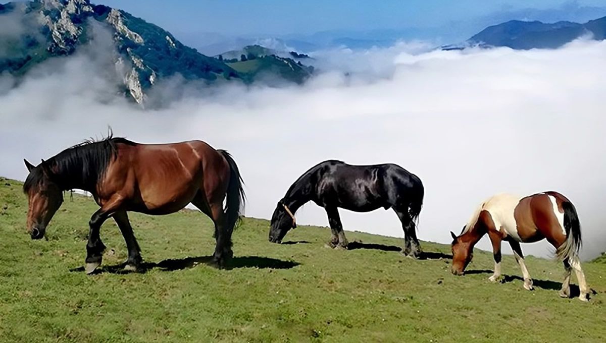 Equinos en Asturias. (Foto: Gobierno de Asturias)
