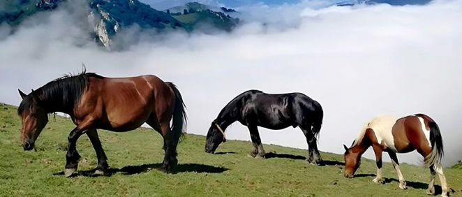 Equinos en Asturias. (Foto: Gobierno de Asturias)